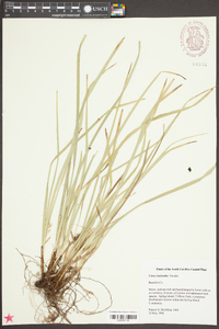 Carex basiantha image