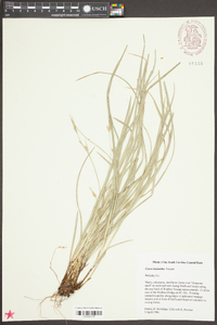 Carex basiantha image