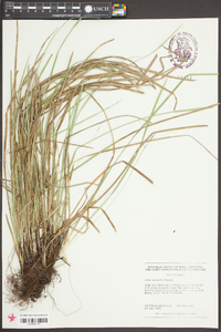 Carex basiantha image