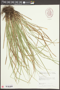 Carex basiantha image