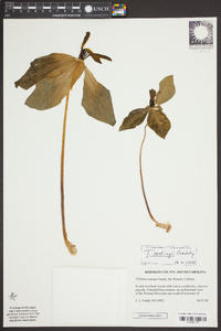 Trillium oostingii image