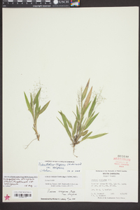 Dichanthelium strigosum var. strigosum image