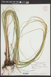 Carex biltmoreana image