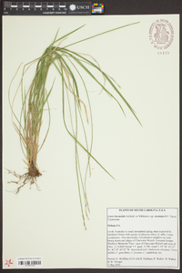 Carex bromoides subsp. montana image