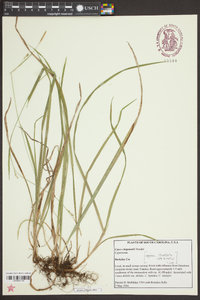 Carex chapmanii image