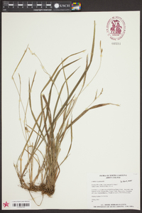 Carex chapmanii image