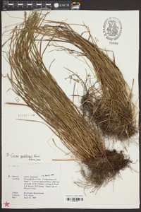 Carex godfreyi image