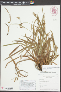 Carex gholsonii image