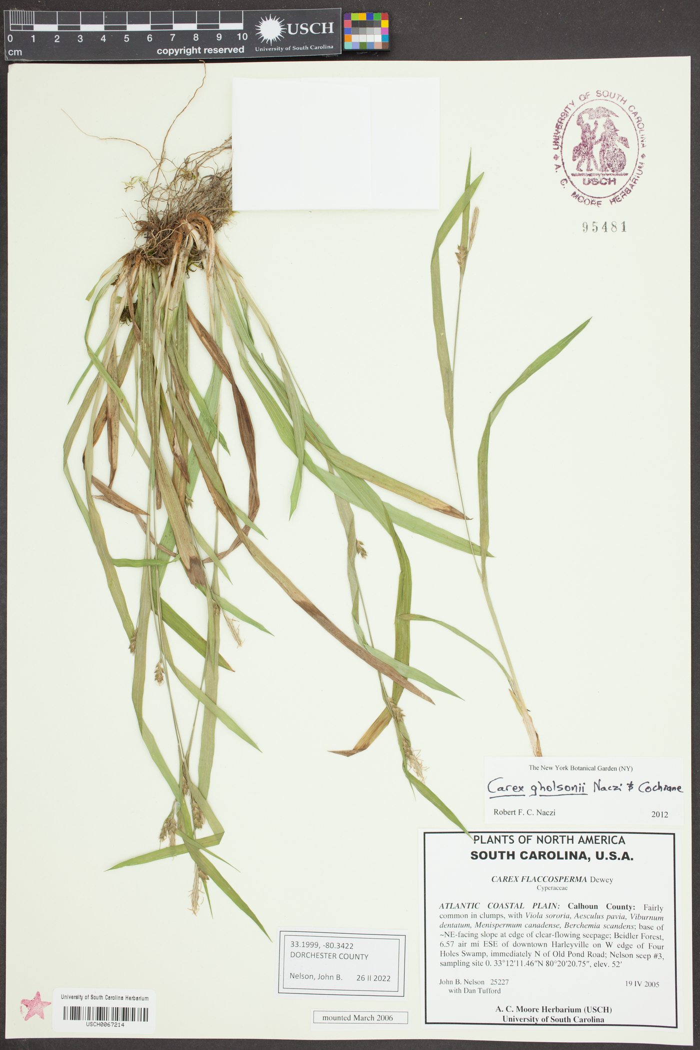 Carex gholsonii image