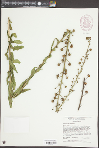 Verbascum blattaria image