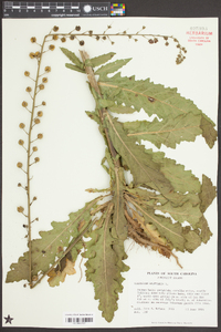 Verbascum blattaria image