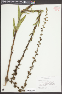 Verbascum virgatum image