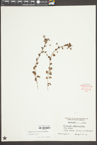 Veronica persica image