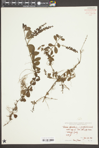 Veronica officinalis image