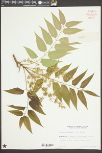 Ailanthus altissima image