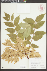 Ailanthus altissima image