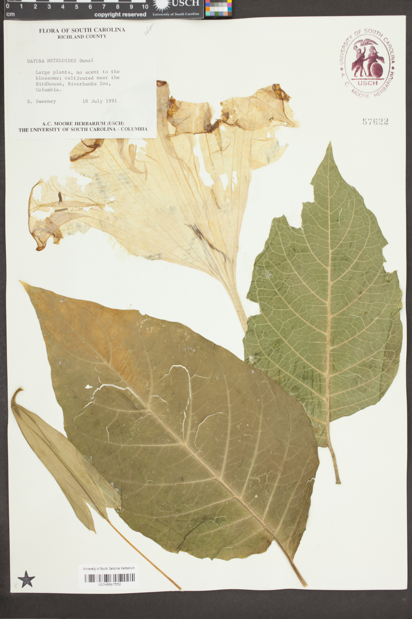 Datura meteloides image