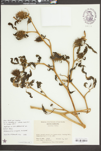 Datura ferox image