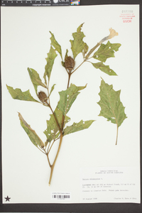 Datura stramonium image