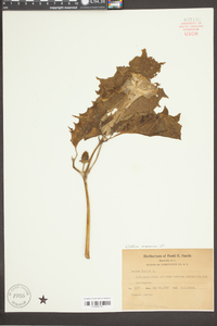 Datura stramonium image