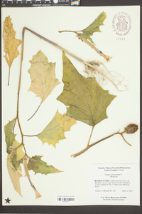 Datura stramonium image