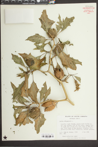 Datura stramonium image