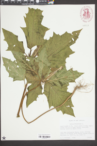 Datura stramonium image