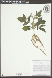 Solanum lycopersicum image