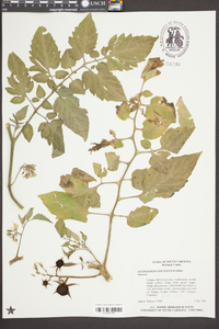 Solanum lycopersicum image