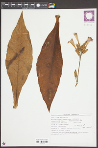 Nicotiana tabacum image