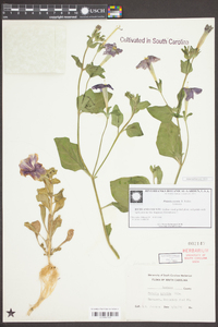 Petunia exserta image