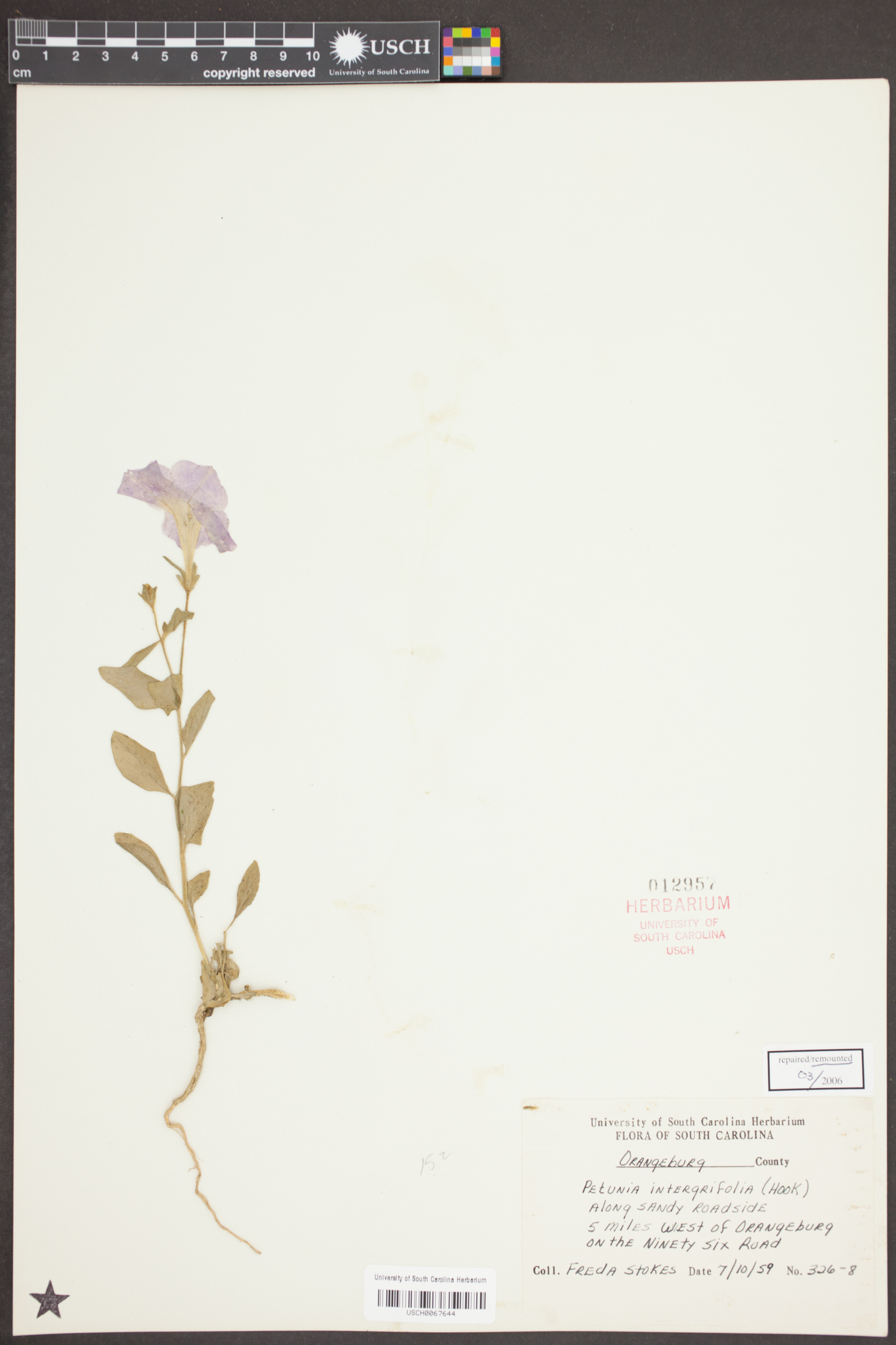 Petunia integrifolia image