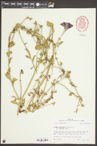 Petunia axillaris image