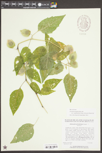 Physalis longifolia var. subglabrata image