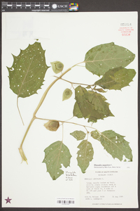 Physalis angulata image