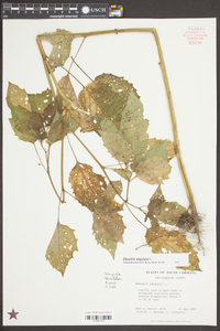 Physalis angulata image