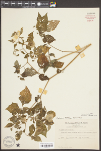 Physalis pubescens image