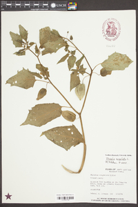 Physalis angulata image