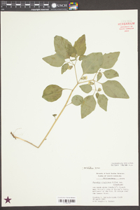 Physalis virginiana image