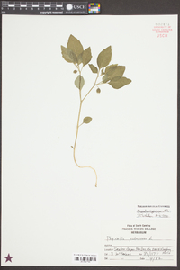 Physalis virginiana image