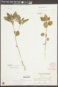 Physalis virginiana image