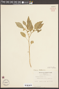 Physalis virginiana image