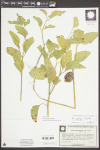 Physalis walteri image