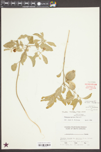 Physalis walteri image