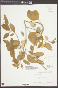 Physalis walteri image