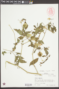 Physalis angulata image