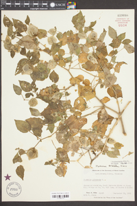 Physalis pubescens image