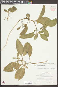 Physalis walteri image