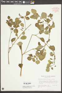 Salpichroa origanifolia image