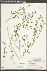 Salpichroa origanifolia image